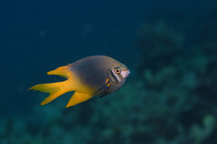 Neoglyphidodon nigroris