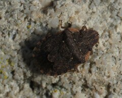 Sciocoris sideritidis