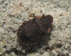 Sciocoris sideritidis