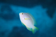 Pomacentrus amboinensis