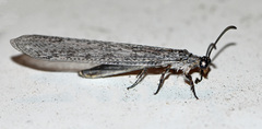 Myrmeleontidae