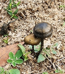 Panaeolus cinctulus
