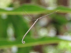 Ariamnes longissimus