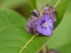 Neuracanthus sphaerostachyus