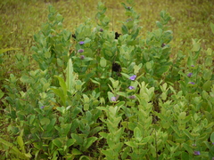 Neuracanthus sphaerostachyus