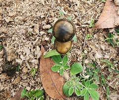 Panaeolus cinctulus