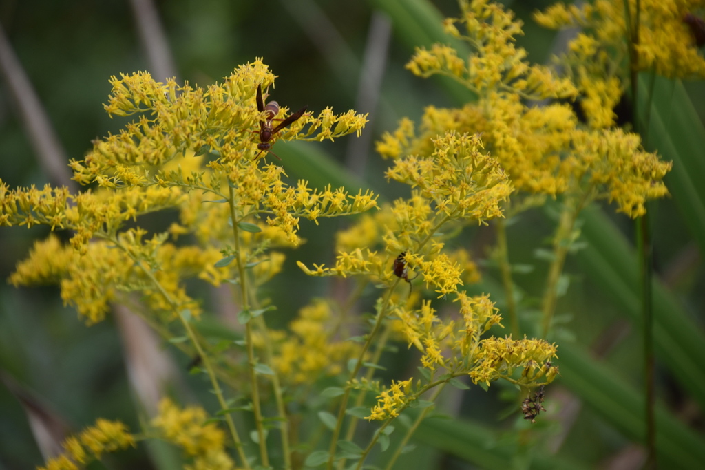 Sweet goldenrod
