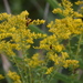 Sweet Goldenrod - Photo (c) Tom Palmer, some rights reserved (CC BY-NC), uploaded by Tom Palmer