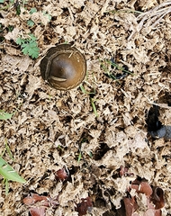 Panaeolus cinctulus
