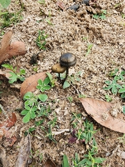Panaeolus cinctulus