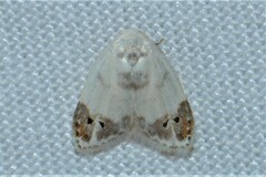 Neoduma kuangtungensis