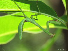 Stagmatoptera