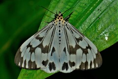 Nyctemera adversata