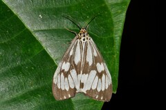 Nyctemera adversata