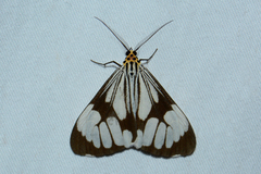 Nyctemera coleta