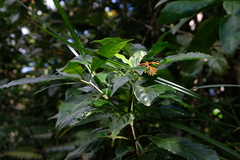 Palicourea crocea