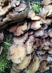 Hypholoma fasciculare