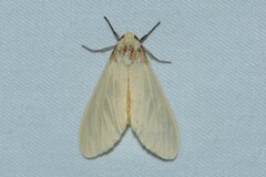 Pareuchaetes pseudoinsulata