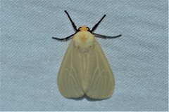 Pareuchaetes pseudoinsulata