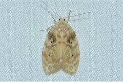 Schistophleps bipuncta