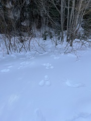 Lepus americanus