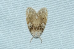 Schistophleps bipuncta