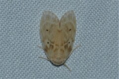 Schistophleps bipuncta