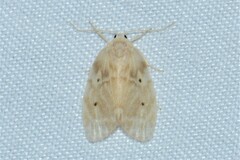 Schistophleps bipuncta