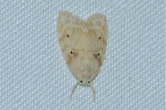 Schistophleps bipuncta