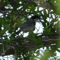 Microspingus melanoleucus