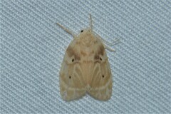 Schistophleps bipuncta