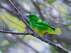 Chlorophonia callophrys