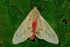 Spilosoma eldorado