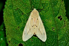 Spilosoma eldorado