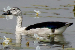 Sarkidiornis melanotos