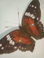 Anartia amathea