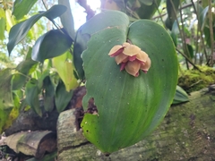 Pleurothallis marthae
