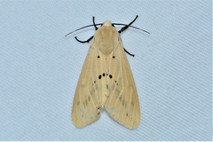 Spilosoma eldorado