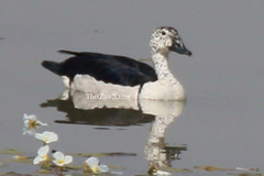 Sarkidiornis melanotos