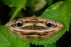 Spirama retorta