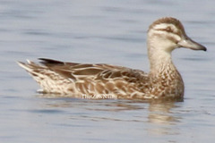 Spatula querquedula