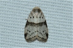 Stictane pectenicorniculum