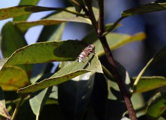 Eristalinus arvorum