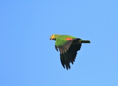 Amazona amazonica