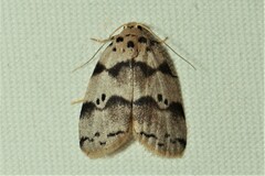 Stictane pectenicorniculum