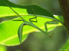 Stagmatoptera