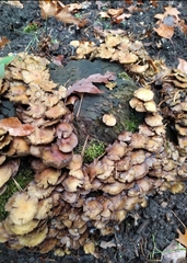 Hypholoma fasciculare