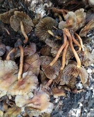 Hypholoma fasciculare