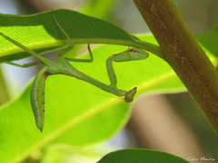 Stagmatoptera