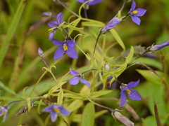 Exacum pumilum
